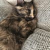 Palermo & Terni Zuhause gesucht!