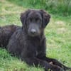 Ist Giasone Ihr neues Familienmitglied?
