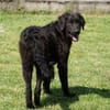 Ist Giasone Ihr neues Familienmitglied?