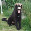 Ist Giasone Ihr neues Familienmitglied?