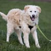 Fido wünscht sich ein eigenes Körbchen