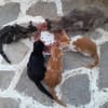 Mama Minka sucht Zuhause