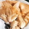 Lieber Garfield sucht Zuhause für immer