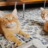 Lieber Garfield sucht Zuhause für immer