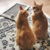 Lieber Garfield sucht Zuhause für immer