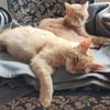 Lieber Garfield sucht Zuhause für immer