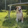 Floyd, gemütlicher Bär sucht