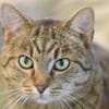 LEO-ruhiger Kater,ein Überlebenskünstler