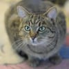 LEO-ruhiger Kater,ein Überlebenskünstler