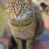 LEO-ruhiger Kater,ein Überlebenskünstler