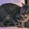 Morris sucht entgültiges Zuhause