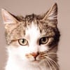 MUFFIN-wunderschöner Jung-Kater