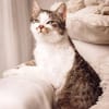 MUFFIN-wunderschöner Jung-Kater