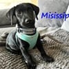 Misissippi kleiner Labrador-Mix Welpe!