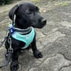 Misissippi kleiner Labrador-Mix Welpe!