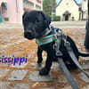 Misissippi kleiner Labrador-Mix Welpe!