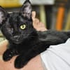 Kleiner Pirat Charly sucht Zuhause