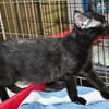Kleiner Pirat Charly sucht Zuhause