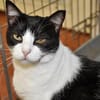Schmusige Felicia sucht Zuhause