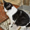 Schmusige Felicia sucht Zuhause
