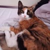 Kleine Schönheit Romanina sucht Zuhause