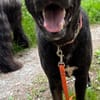 Alonso ein Herz von Hund / PLZ 82284