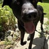 Alonso ein Herz von Hund / PLZ 82284