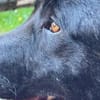 Alonso ein Herz von Hund / PLZ 82284