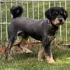 Tristan der nette Bub / 82284