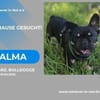 Alma-auf der Suche nach ihrem Zuhause