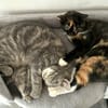 Zwei Schmusetiger suchen gem. Zuhause