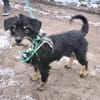 Temperamentvoller Fritz