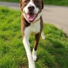 Cayo, 5 Jahre, sucht passenden Deckel