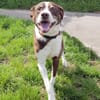 Cayo, 5 Jahre, sucht passenden Deckel