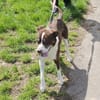 Cayo, 5 Jahre, sucht passenden Deckel