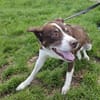 Cayo, 5 Jahre, sucht passenden Deckel