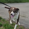 Cayo, 5 Jahre, sucht passenden Deckel