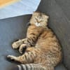 Hanuta sucht ein liebevolles Zuhause