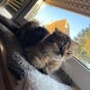 Hanuta sucht ein liebevolles Zuhause