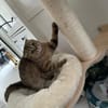 Hanuta sucht ein liebevolles Zuhause