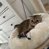 Hanuta sucht ein liebevolles Zuhause