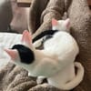 Micky und Apollon auf Pflegestelle