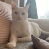 Micky und Apollon auf Pflegestelle