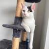 Micky und Apollon auf Pflegestelle