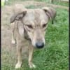 LEPO -sanfter & freundlicher Junghund-