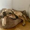 LEPO -sanfter & freundlicher Junghund-
