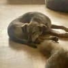 LEPO -sanfter & freundlicher Junghund-