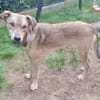 LEPO -sanfter & freundlicher Junghund-