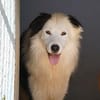 Pongo, Pflegestelle in Bayern