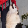 Pongo, Pflegestelle in Bayern